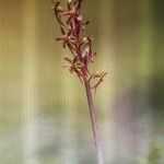 Neottia cordata Flower