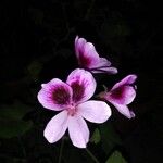 Pelargonium graveolensFlower