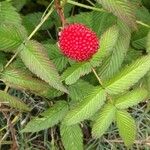 Rubus illecebrosus Fruit