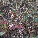 Hydrangea quercifolia Συνήθη χαρακτηριστικά