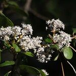 Ceanothus cuneatus Habitus