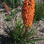 Kniphofia × praecox आदत