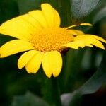 Glebionis segetum Flower