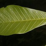 Aegiphila anomala Φύλλο