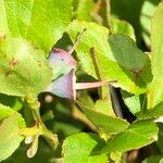 Salix herbacea Plod