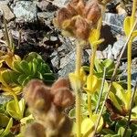 Veronica bellidioides Blomst