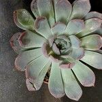 Echeveria colorata List