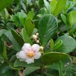 Clusia minor Λουλούδι