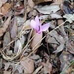 Cyclamen hederifoliumЦвят