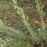 Artemisia pontica Blüte