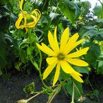 Silphium perfoliatum Çiçek