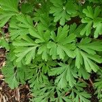 Corydalis nobilis Leaf
