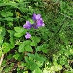 Campanula rhomboidalis花