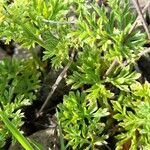 Tragia pinnata Hoja