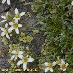 Saxifraga pentadactylis Other