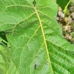 Solanum betaceum Leaf