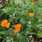 Eschscholzia californica花