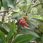 Agarista salicifolia Flor