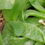 Glottiphyllum linguiforme Fuelha