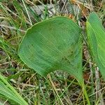 Bupleurum rigidum Leaf