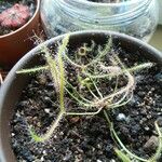 Drosera binata Yaprak