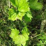 Petasites frigidus ഇല