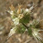 Phacelia mutabilis Flor