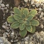 Lewisia cotyledon Листок