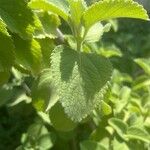 Coleus barbatus Leht