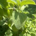 Coleus barbatus Leaf