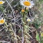 Erigeron pumilus ᱥᱟᱠᱟᱢ