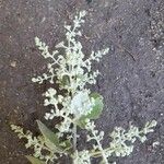 Buddleja dysophylla Flor