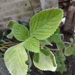 Plectranthus barbatus Levél