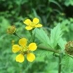 Geum macrophyllumFlower