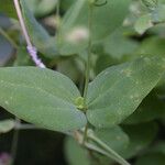 Clematis viorna Blatt