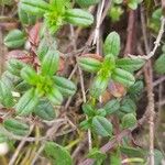 Helianthemum nummulariumFolha