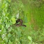 Bauhinia rufescens Hoja