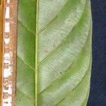 Minquartia guianensis autre