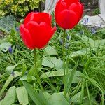 Tulipa agenensis Habit