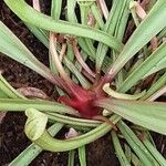 Sarracenia psittacina Yaprak