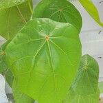 Hernandia nymphaeifolia Leaf