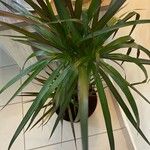 Dracaena magenta marginataBlad