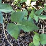 Ipomoea cordatotriloba Blad