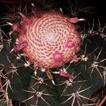 Melocactus intortus Çiçek