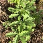 Potentilla recta Blatt