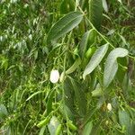 Vallesia glabra 整株植物