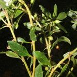 Sauvagesia erecta Meyve