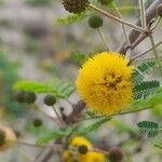 Acacia farnesiana Λουλούδι