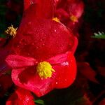 Begonia cucullata Flower