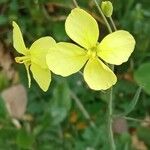 Brassica barrelieri 花